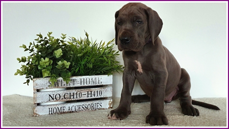 Litter Q 6 weeks